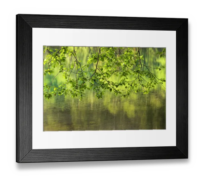 Framed Print : USA, Washington State, red alder, Alnus rubra. Branches of the red alder hang above the green reflections in the water of the lake