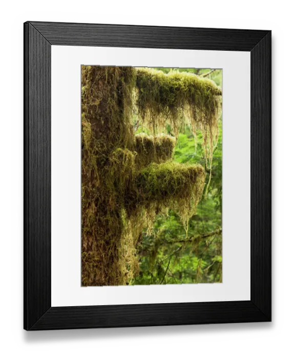 Framed Print : USA, Washington State, Olympic National Park. Sol Duc Trailhead, common witch's hair Framed Print : USA, Washington State, Olympic National Park. Sol Duc Trailhead, common witch's hair