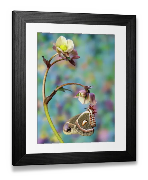 Framed Print : USA, Washington State, Sammamish. Female Hyalophora Columbia hanging on hellebore flower Framed Print : USA, Washington State, Sammamish. Female Hyalophora Columbia hanging on hellebore flower