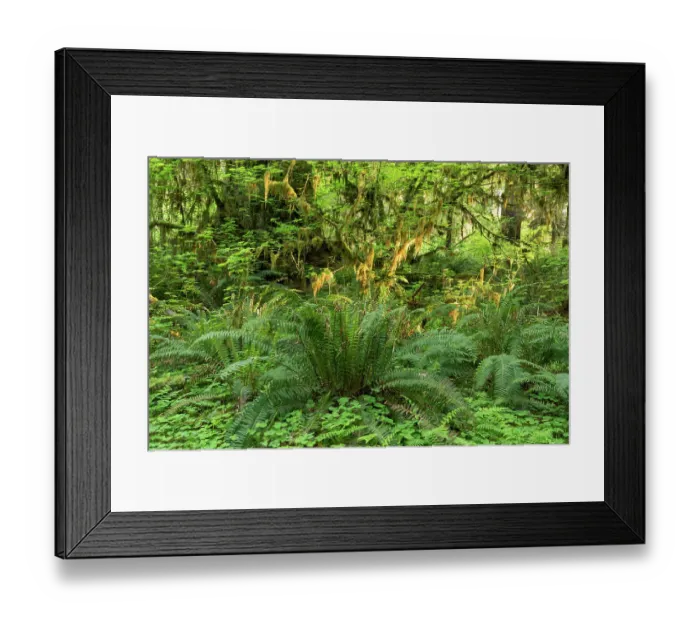 Framed Print : USA, Washington State, Olympic National Park, Hoh Rainforest. Ferns and lichens cover the forest floor