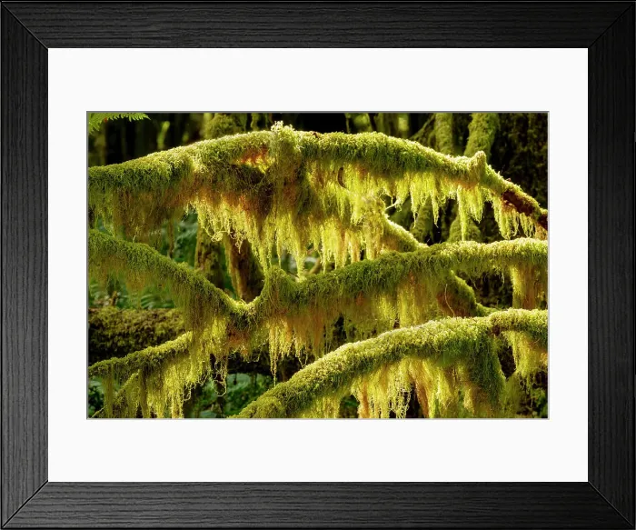 Framed Print : USA, Washington State, Olympic National Park. Dead branches are covered with mosses and lichen that glow in the sun