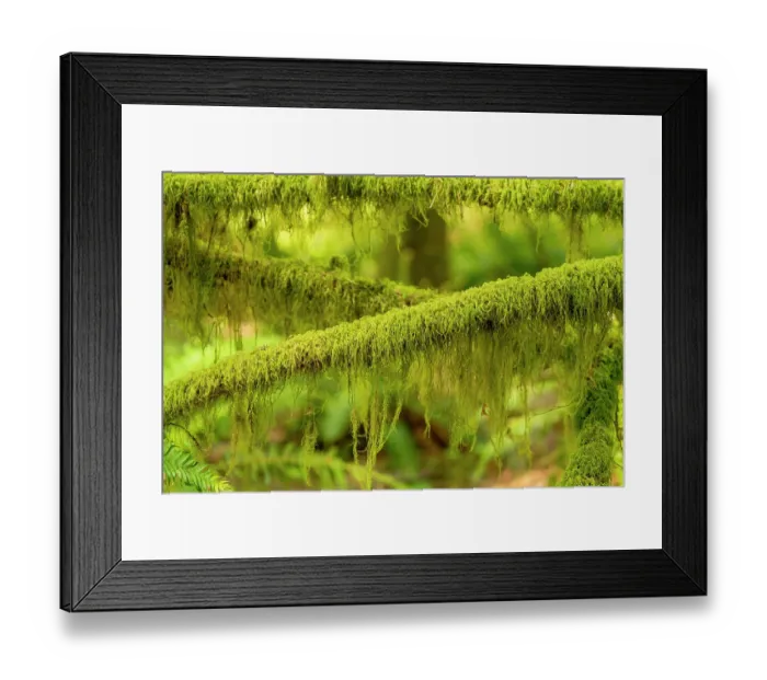Framed Print : USA, Washington State, Olympic National Park. Dead branches are covered with mosses and lichen that glow in the sun