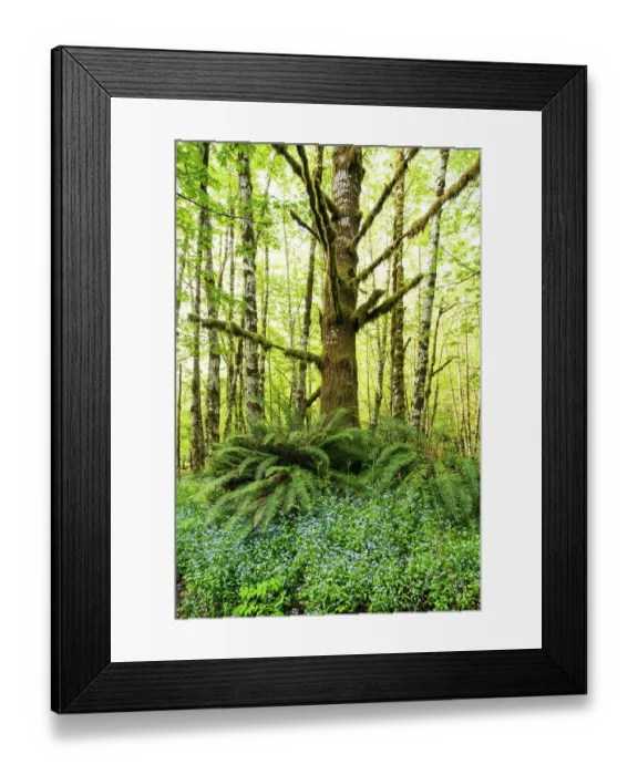 Framed Print : USA, Washington State, Olympic National Park. Dead moss covered tree rises above common sword ferns and forget-me-not flowers Framed Print : USA, Washington State, Olympic National Park. Dead moss covered tree rises above common sword ferns and forget-me-not flowers