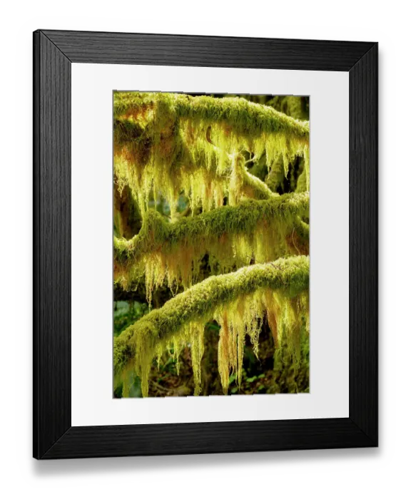 Framed Print : USA, Washington State, Olympic National Park. Dead branches are covered with mosses and lichen that glow in the sun