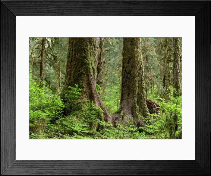 Framed Print : USA, Washington State, Olympic National Park, Hoh Rainforest. Trunks of ancient Sitka spruce are surrounded with huckleberry bushes