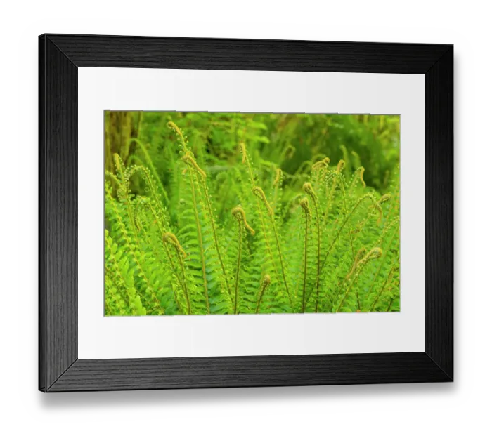 Framed Print : USA, Washington State, Olympic National Park, Hoh Rainforest. Patch of ferns abound with new growth Framed Print : USA, Washington State, Olympic National Park, Hoh Rainforest. Patch of ferns abound with new growth