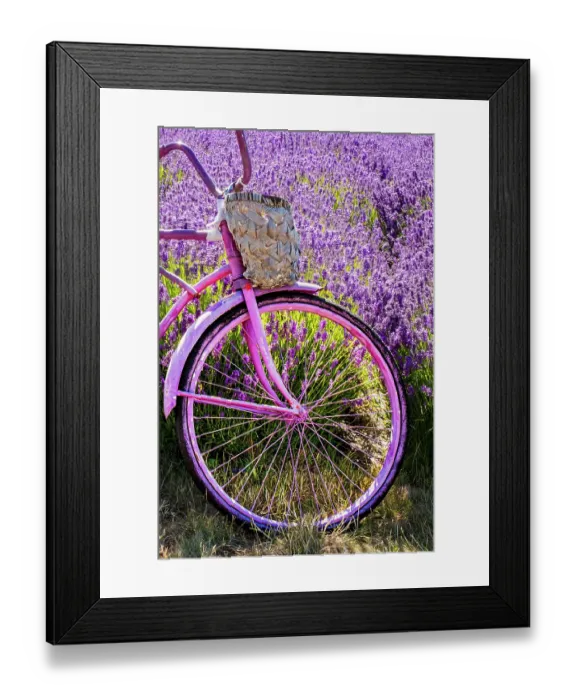 Framed Print : Lavender and bicycle, Sequim, Washington State Framed Print : Lavender and bicycle, Sequim, Washington State
