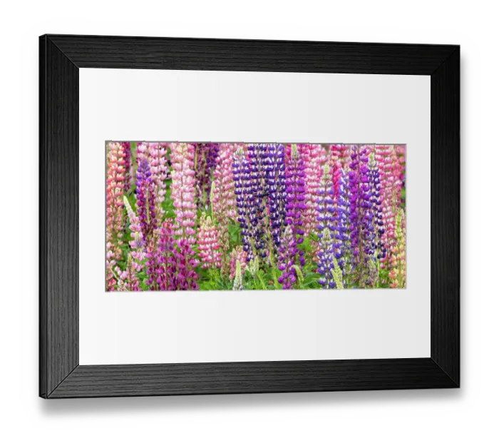 Framed Print : USA, Oregon, Salem. Lupine in multiple colors in garden