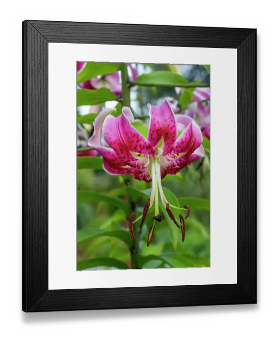 Framed Print : Bellevue, Washington State, USA. Purple Oriental Lily flower close-up