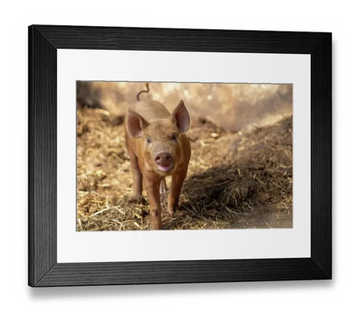 Framed Print : Chimacum, Washington State, USA. Tamworth pig piglet, 1 week old Framed Print : Chimacum, Washington State, USA. Tamworth pig piglet, 1 week old