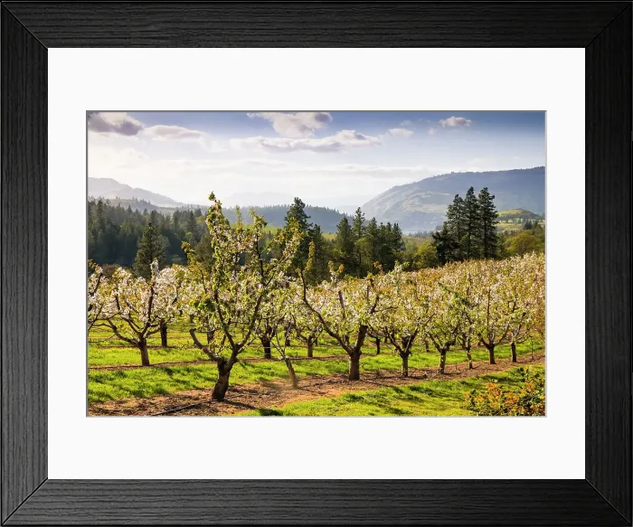 Framed Print : USA, Oregon, Columbia Gorge, springtime and flowering. Blooming, orchards along the hills above the Columbia River Framed Print : USA, Oregon, Columbia Gorge, springtime and flowering. Blooming, orchards along the hills above the Columbia River