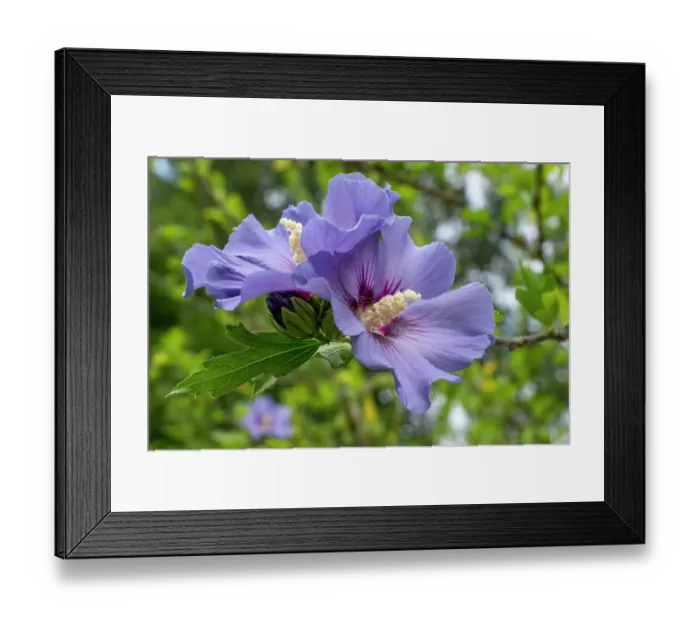 Framed Print : Bellevue, Washington State, USA. Purple Hibiscus syriacus shrub blossoms Framed Print : Bellevue, Washington State, USA. Purple Hibiscus syriacus shrub blossoms