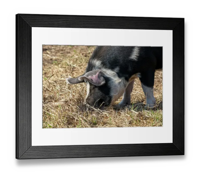 Framed Print : Chimacum, Washington State, USA. Idaho Pasture Pigs eating grain on the ground