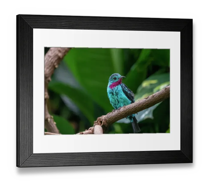 Framed Print : Woodland Park Zoo, Seattle, Washington State, USA. Male Spangled cotinga (Cotinga cayana) bird resting on a branch Framed Print : Woodland Park Zoo, Seattle, Washington State, USA. Male Spangled cotinga (Cotinga cayana) bird resting on a branch