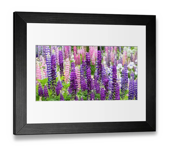 Framed Print : USA, Oregon, Salem. Bearded iris and lupine in multiple colors in garden