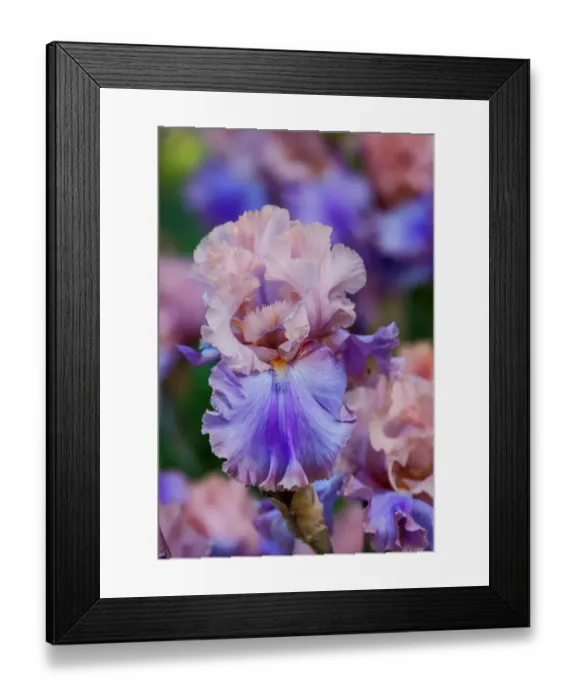 Framed Print : USA, Oregon, Salem. Bearded iris in garden Framed Print : USA, Oregon, Salem. Bearded iris in garden
