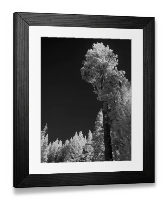 Framed Print : Pine and spruce. In the Sierra Nevada Mountains near Sierraville, west of Lake Tahoe, California Framed Print : Pine and spruce. In the Sierra Nevada Mountains near Sierraville, west of Lake Tahoe, California