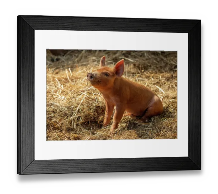 Framed Print : Chimacum, Washington State, USA. One week old Tamworth pig piglet sitting in straw Framed Print : Chimacum, Washington State, USA. One week old Tamworth pig piglet sitting in straw