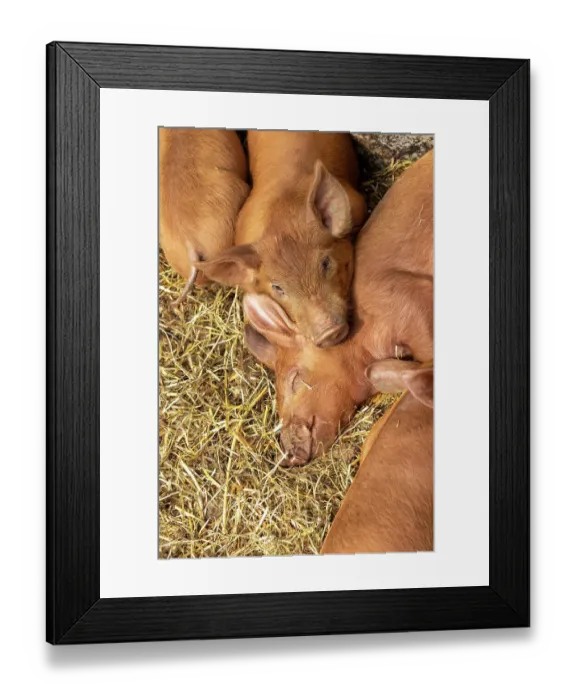 Framed Print : Chimacum, Washington State, USA. Tamworth pig piglets grouped together sleeping