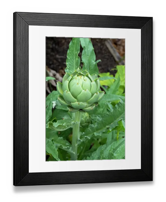 Framed Print : Bellevue, Washington State, USA. The budding Globe artichoke flower-head is a cluster of many budding small flowers together with many bracts, on an edible base Framed Print : Bellevue, Washington State, USA. The budding Globe artichoke flower-head is a cluster of many budding small flowers together with many bracts, on an edible base