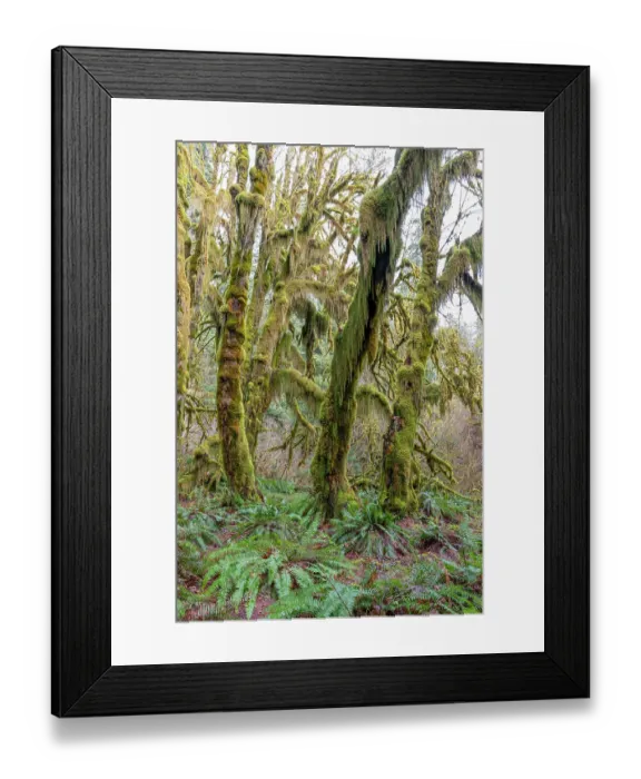 Framed Print : Hoh Rain Forest, Olympic National Park, Washington State, USA. Lush beards of clubmoss are attached to branches, but feed only on air and light. Western Swordfern grows at their base, on the Hall of Mosses trail Framed Print : Hoh Rain Forest, Olympic National Park, Washington State, USA. Lush beards of clubmoss are attached to branches, but feed only on air and light. Western Swordfern grows at their base, on the Hall of Mosses trail