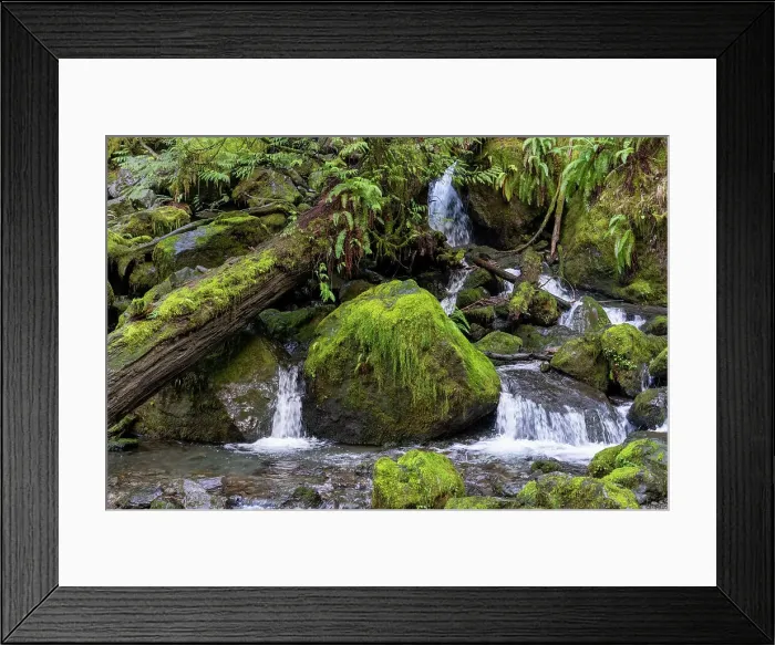 Framed Print : Quinault, Washington State, USA. Merriman Falls in the Quinault Rainforest