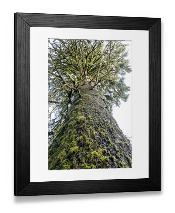 Framed Print : Hoh Rain Forest, Olympic National Park, Washington State, USA. Looking up at a large Sitka Spruce tree on the Hall of Mosses trail Framed Print : Hoh Rain Forest, Olympic National Park, Washington State, USA. Looking up at a large Sitka Spruce tree on the Hall of Mosses trail