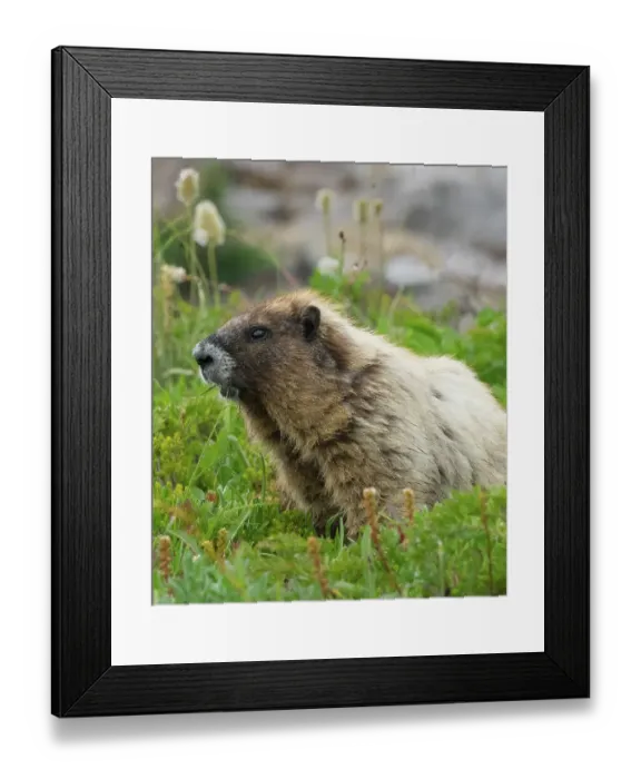 Framed Print : Washington State, Mount Rainier National Park. Hoary marmot eating grass in alpine meadow Framed Print : Washington State, Mount Rainier National Park. Hoary marmot eating grass in alpine meadow