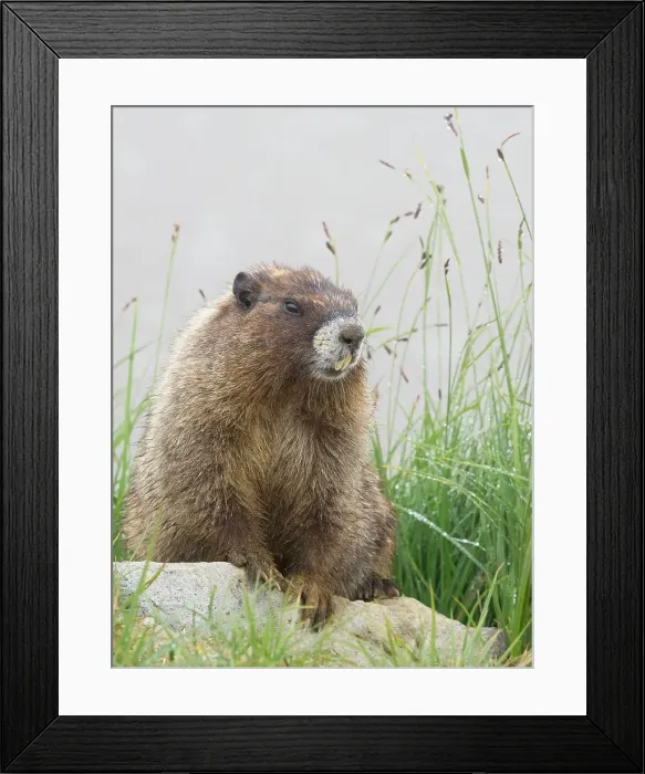 Framed Print : Washington State, Mount Rainier National Park. Hoary marmot sitting on rock with meadow grass and fog Framed Print : Washington State, Mount Rainier National Park. Hoary marmot sitting on rock with meadow grass and fog