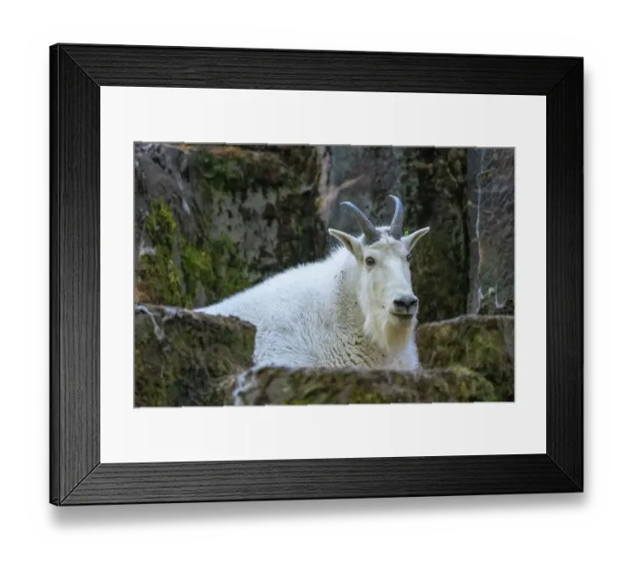 Framed Print : Seattle, Washington State, USA. Portrait of a mountain goat in a rocky area Framed Print : Seattle, Washington State, USA. Portrait of a mountain goat in a rocky area