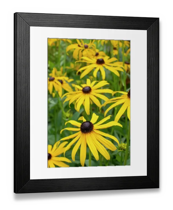 Framed Print : Bellevue, Washington State, USA. Goldstrum Black-eyed Susan flowers Framed Print : Bellevue, Washington State, USA. Goldstrum Black-eyed Susan flowers