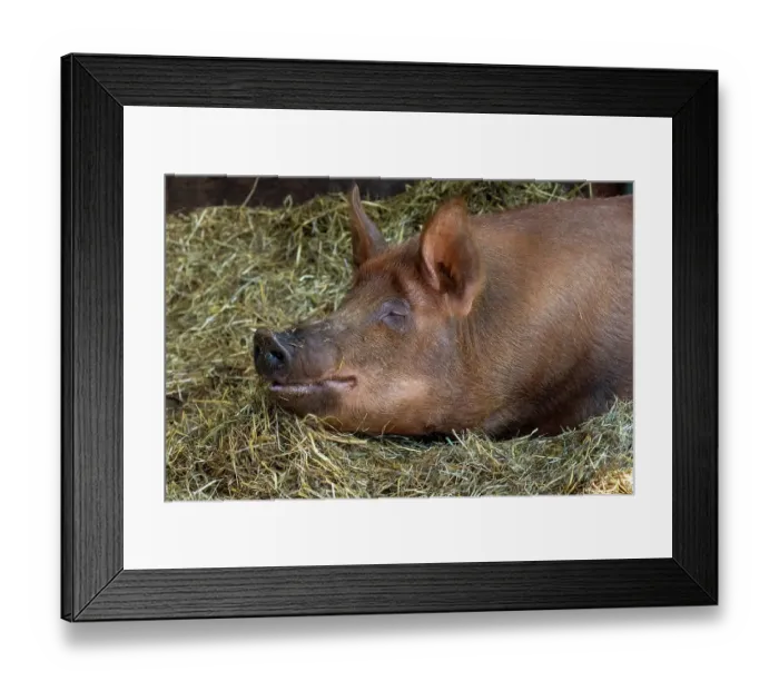 Framed Print : Chimacum, Washington State, USA. Tamworth pig piglet portrait