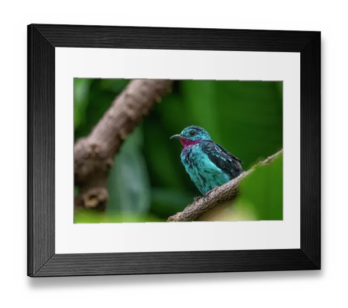 Framed Print : Seattle, Washington State, USA. Male Spangled cotinga (Cotinga cayana) bird resting on a branch Framed Print : Seattle, Washington State, USA. Male Spangled cotinga (Cotinga cayana) bird resting on a branch