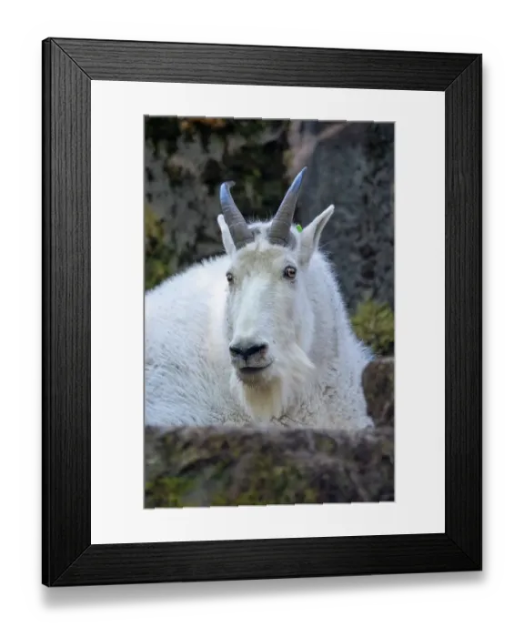 Framed Print : Seattle, Washington State, USA. Portrait of a mountain goat in a rocky area