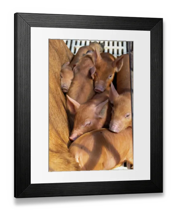 Framed Print : Chimacum, Washington State, USA. Tamworth pig sow and piglets in a birthing crate Framed Print : Chimacum, Washington State, USA. Tamworth pig sow and piglets in a birthing crate
