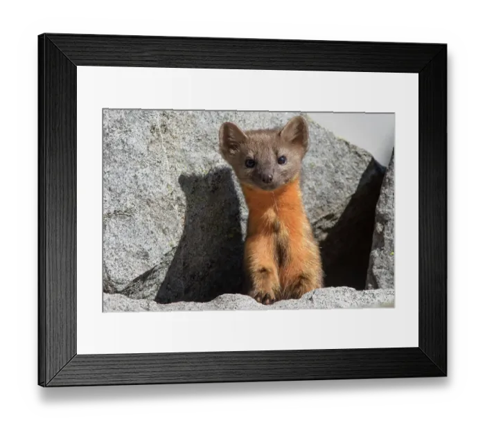 Framed Print : Washington State, Mount Rainier National Park. American marten, posing curiously in the rocks Framed Print : Washington State, Mount Rainier National Park. American marten, posing curiously in the rocks