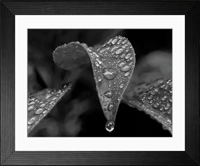 Framed Print : Washington State. Mountain laurel leaves with water drops Framed Print : Washington State. Mountain laurel leaves with water drops