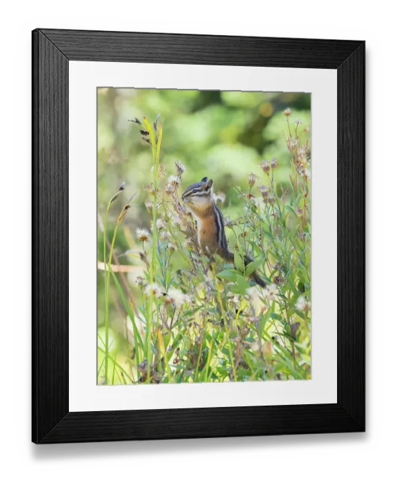 Framed Print : Washington State, Mount Rainier National Park. Townsend's chipmunk eating wildflower seed heads Framed Print : Washington State, Mount Rainier National Park. Townsend's chipmunk eating wildflower seed heads