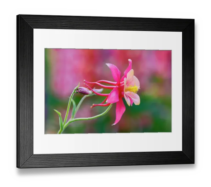 Framed Print : USA, Oregon, Salem. Columbine in multiple colors in garden
