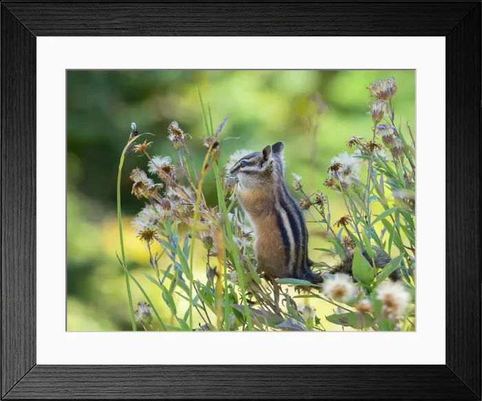 Framed Print : Washington State, Mount Rainier National Park. Townsend's chipmunk eating wildflower seed heads Framed Print : Washington State, Mount Rainier National Park. Townsend's chipmunk eating wildflower seed heads