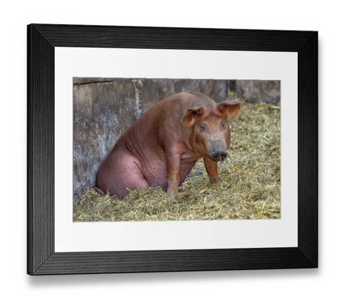 Framed Print : Chimacum, Washington State, USA. Tamworth Piglet sitting
