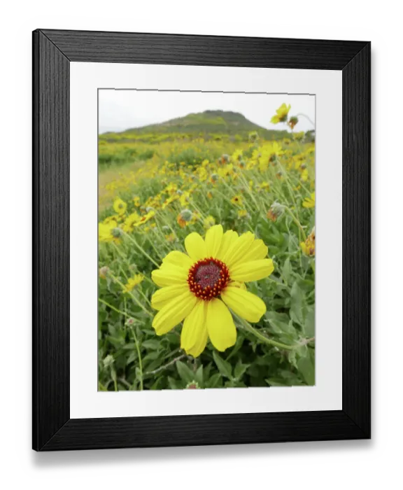 Framed Print : Giant coreopsis (Coreopsis gigantea), also known as Dr. Seuss plant blooming in Pt. Dune State Park, Santa Monica National Recreation Area, California Framed Print : Giant coreopsis (Coreopsis gigantea), also known as Dr. Seuss plant blooming in Pt. Dune State Park, Santa Monica National Recreation Area, California