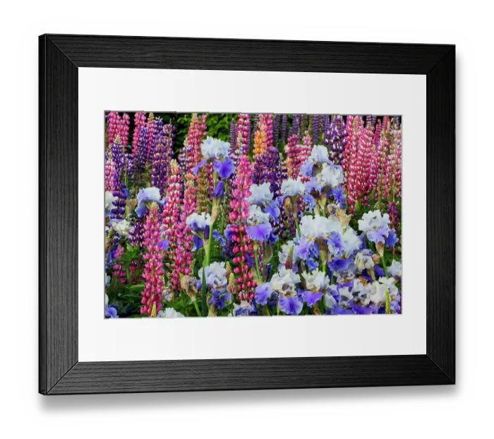 Framed Print : USA, Oregon, Salem. Bearded iris and lupine in multiple colors in garden Framed Print : USA, Oregon, Salem. Bearded iris and lupine in multiple colors in garden