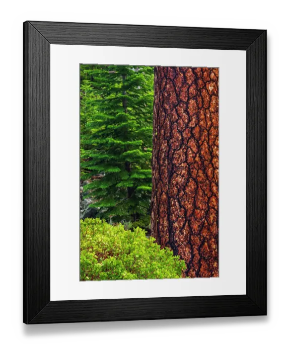 Framed Print : Ponderosa pine, Lassen Volcanic National Park, California, USA
