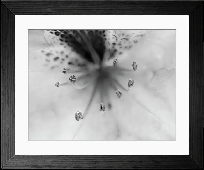 Framed Print : Washington State. Rhododendron flower close-up