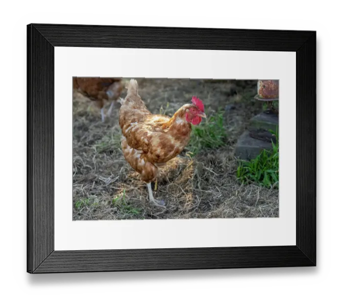 Framed Print : Chimacum, Washington State, USA. Free range mixed breed hen standing on one leg Framed Print : Chimacum, Washington State, USA. Free range mixed breed hen standing on one leg