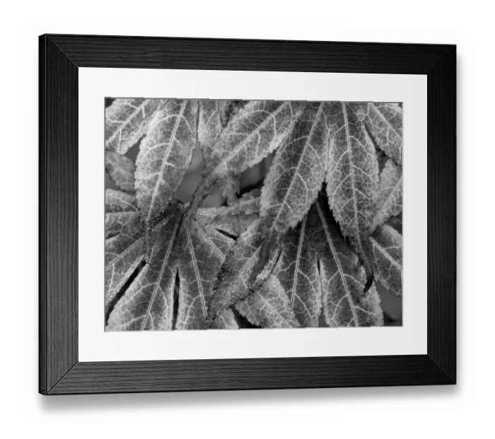 Framed Print : Washington State. Maple leaves Framed Print : Washington State. Maple leaves