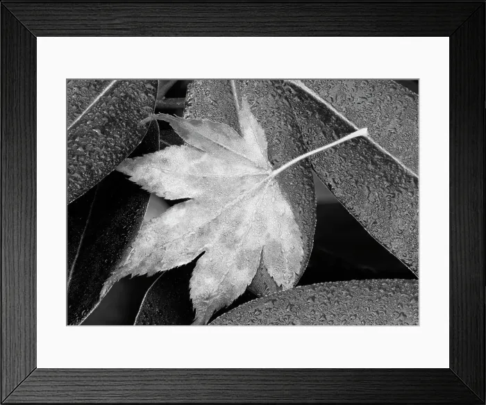 Framed Print : Washington State. Maple leaf and dew drops