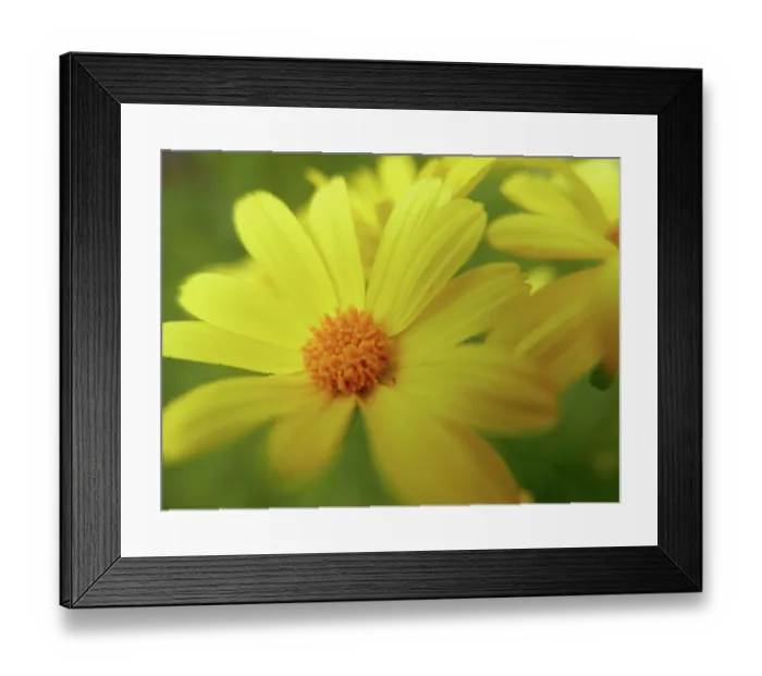 Framed Print : Giant coreopsis (Coreopsis gigantea), also known as Dr. Seuss plant blooming in Pt. Dune State Park, Santa Monica National Recreation Area, California