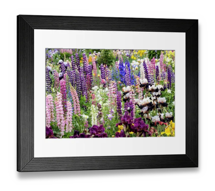 Framed Print : USA, Oregon, Salem. Bearded iris and lupine in multiple colors in garden